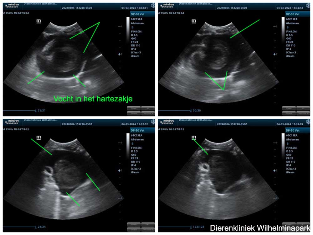 Het hart is vergroot bij cavia Tweetie